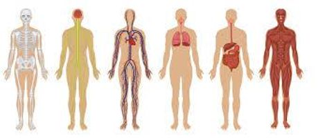 the human body