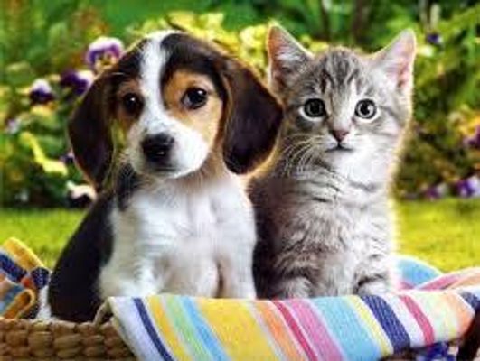 The Ultimate Question: Which is better? Cats or Dogs?!?!