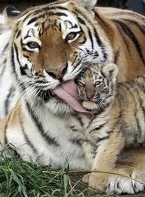 Do you like tigers?