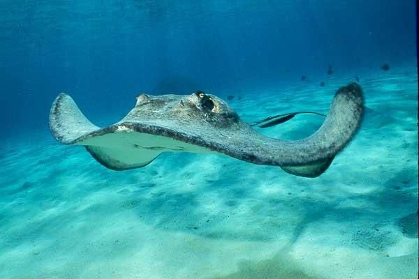 Jellyfish or Stingrays?