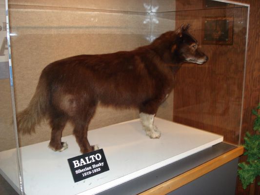 Which Balto movie is your Favorite?