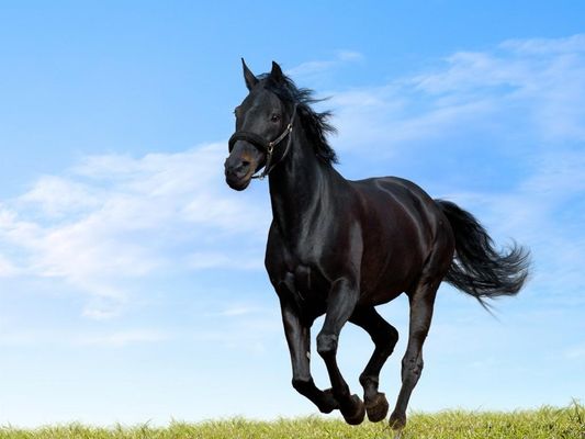 Which horse pic is the most amazing?