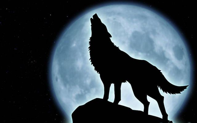 Which wolf most represents you?