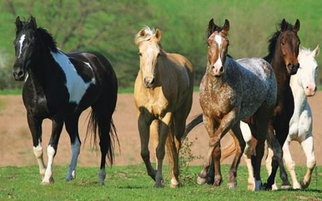 What's Your Favorite Horse Color?