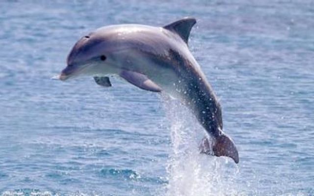 Do you think dolphins are cute?