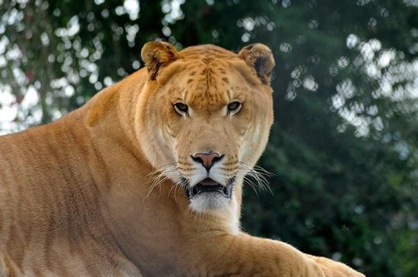 What are Ligers?