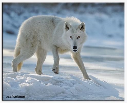 which wolf is best?