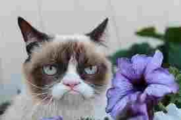 funniest grumpy cat quote?