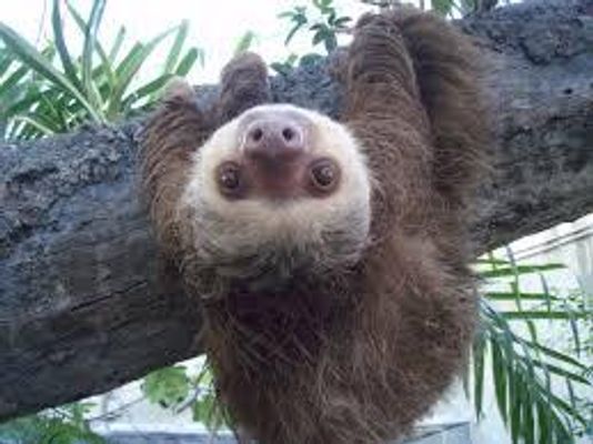 Do you like sloths?