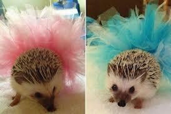 HEDGEHOGS!!!!