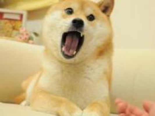 Which doge image looks best?