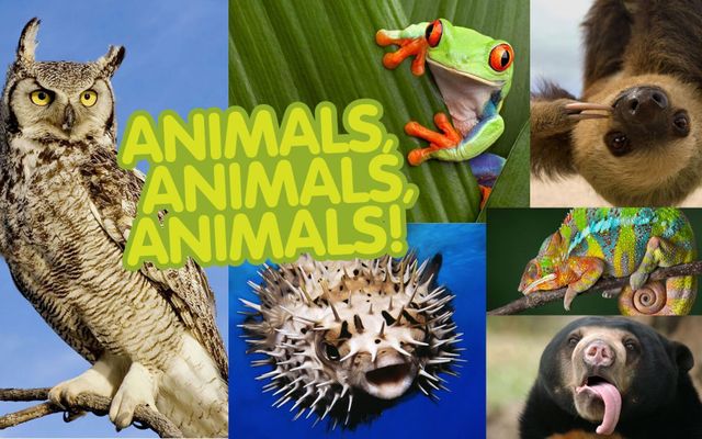 What animal is your favorite? (1)