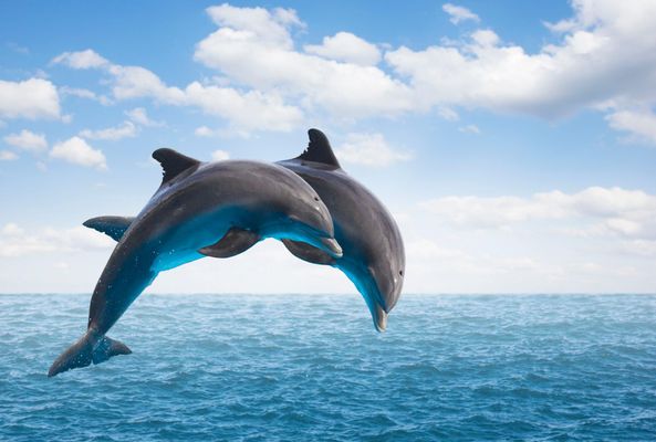 Me oui, Je baise les dauphins, voir?