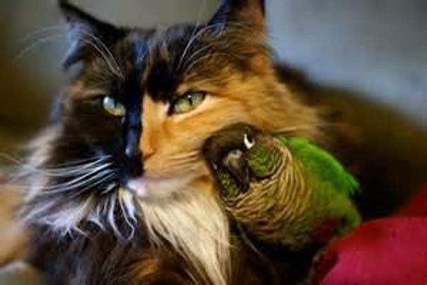 birds or cats?