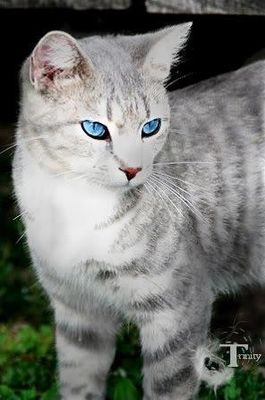 What should my warrior cat name be if I were a silver-gray tabby she-cat?