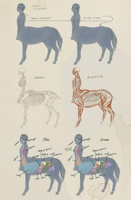 Mythical Creatures: Centaur Quiz