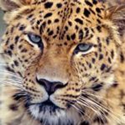 Amur-Leopard