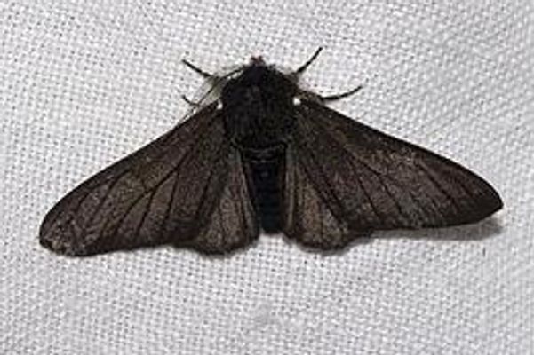 Peppered Moths