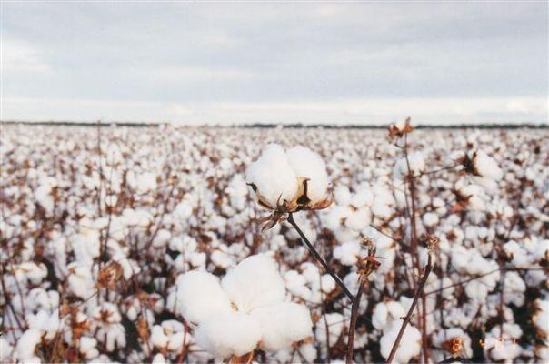 Cotton History Quiz