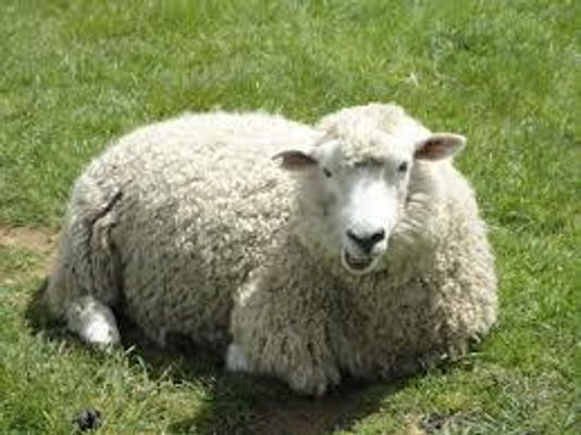 What Do You Know About Sheep?