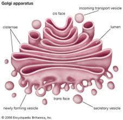 Golgi Bodies!!