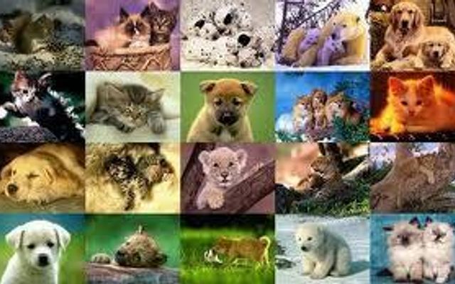 What kind of animal are you? (1)