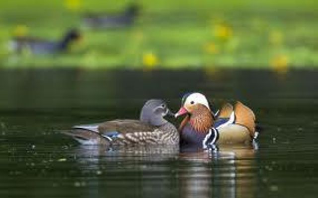 mandarin ducks