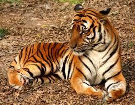 How Well Do YOU Know the Amur Tiger?