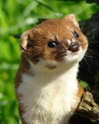 Weasel Quiz