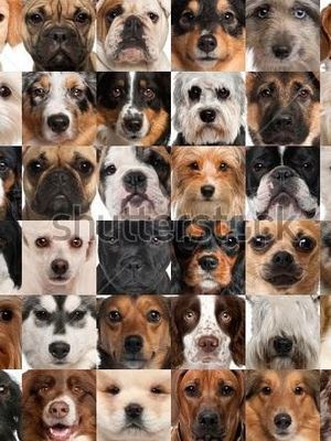 What dog are you? (5)