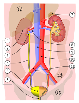 Urinary System