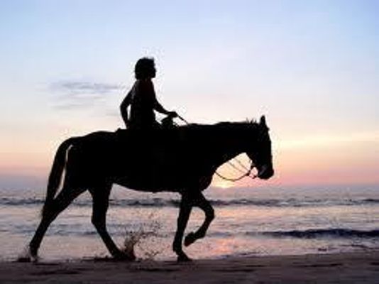 What Type of Horse rider are you?