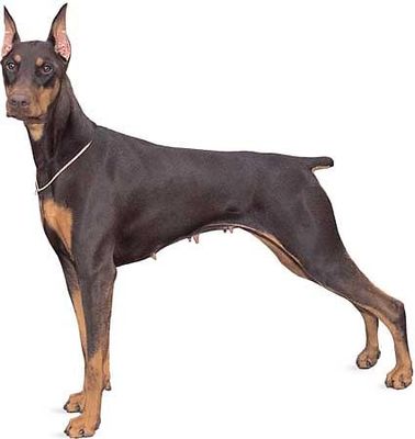 How much do you know about Dobermens