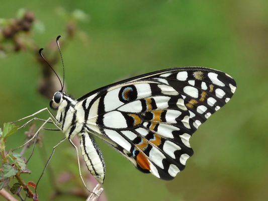 What Kind of Butterfly Are You?