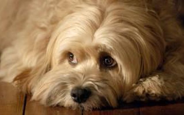 how much do you know about tibetan terriers?