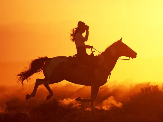 What kind of horse is right for you? What kind of horse is right for you?