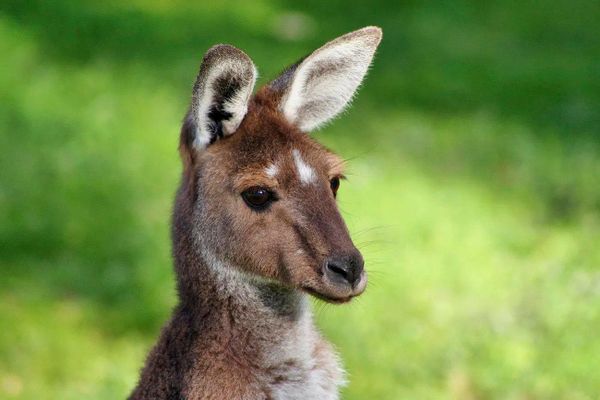 Animal Communicator