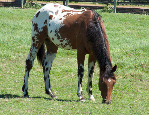 Appaloosa Trivia