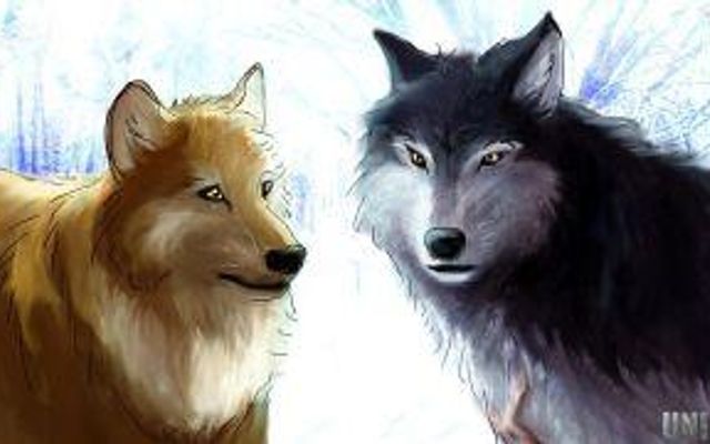 Are you a Day Wolf or Night Wolf?