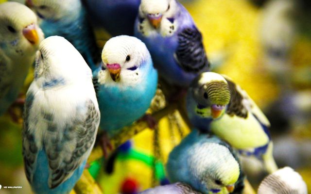 Which of My Budgies (Parakeets) Are You?