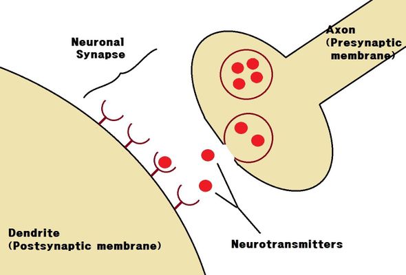 Neuroscience Quiz