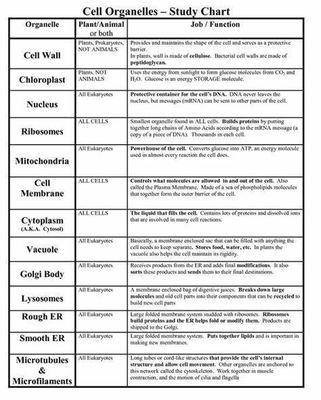 Cell Structure Quiz