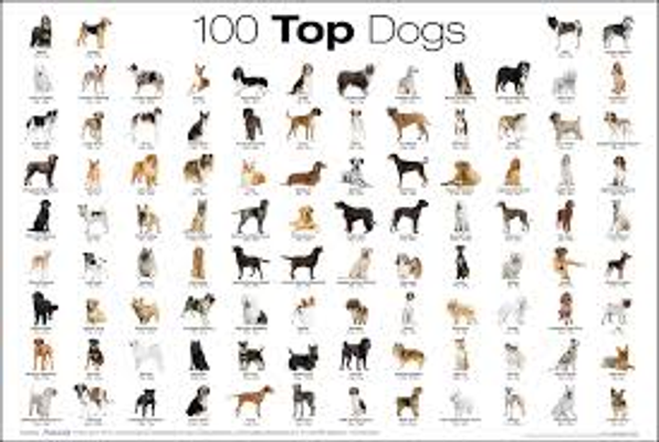 what dog breed are you? (4)