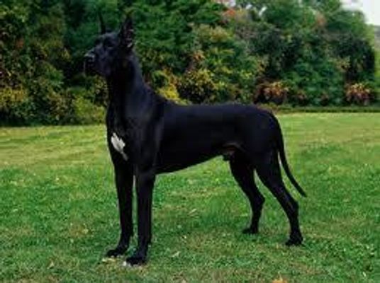 Guess that breed