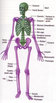 Quiz Section 3 - Skeletal System