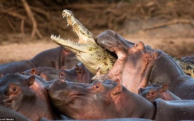 are you a hippo or a croc