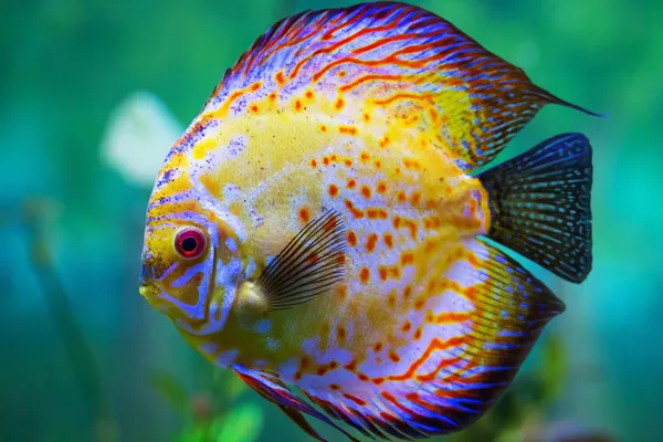 Are you a saltwater fish or a fresh water fish? Are you a saltwater fish or a fresh water fish?