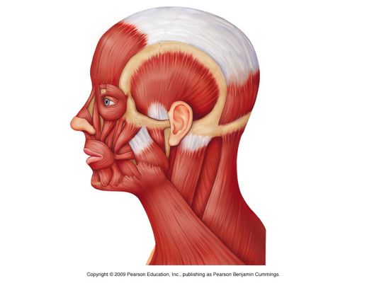 Muscles of Mastication