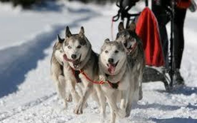 How much do you know about dog sledding ???