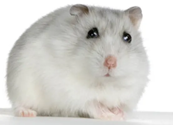 what one of my hamsters are you? what one of my hamsters are you?